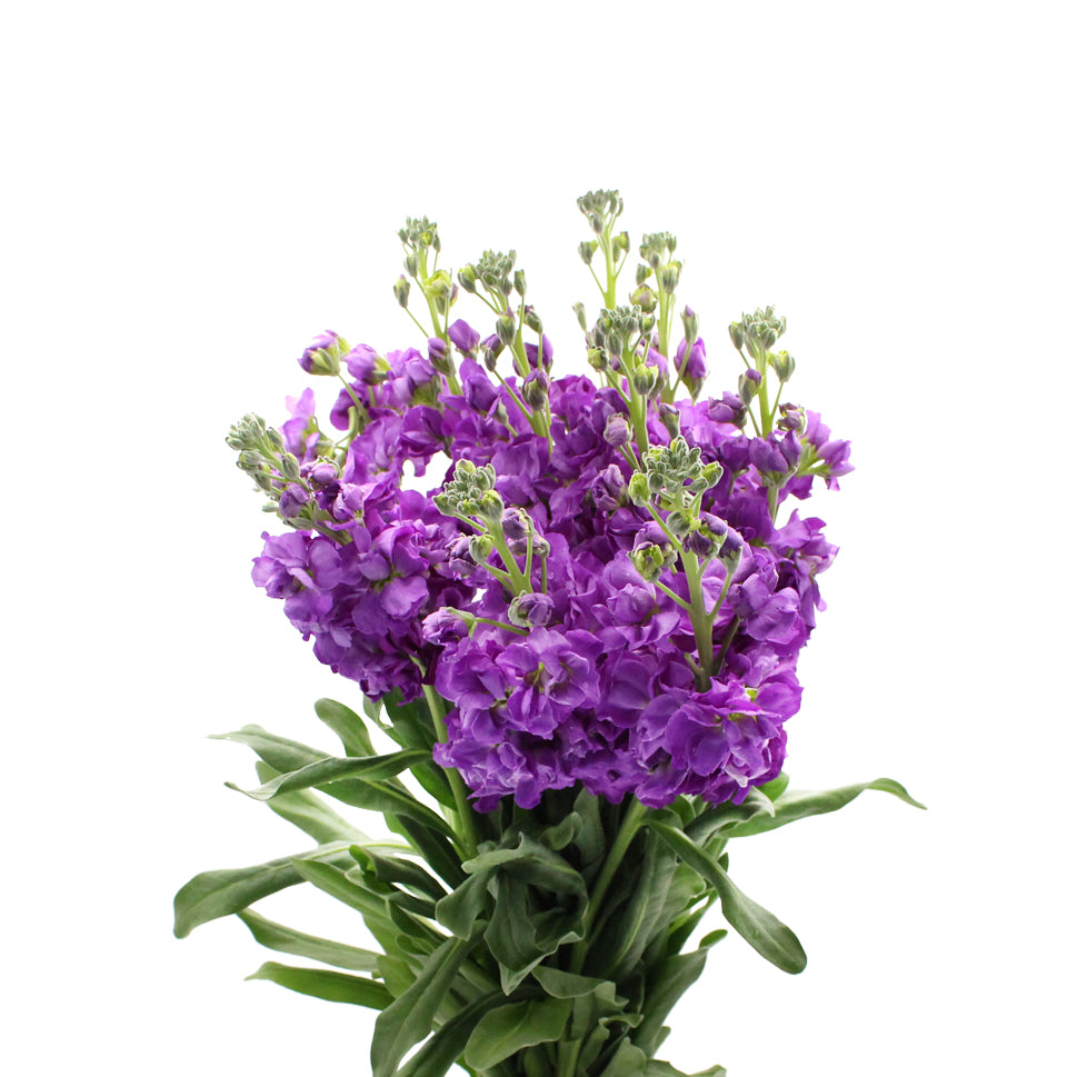Matthiola - China