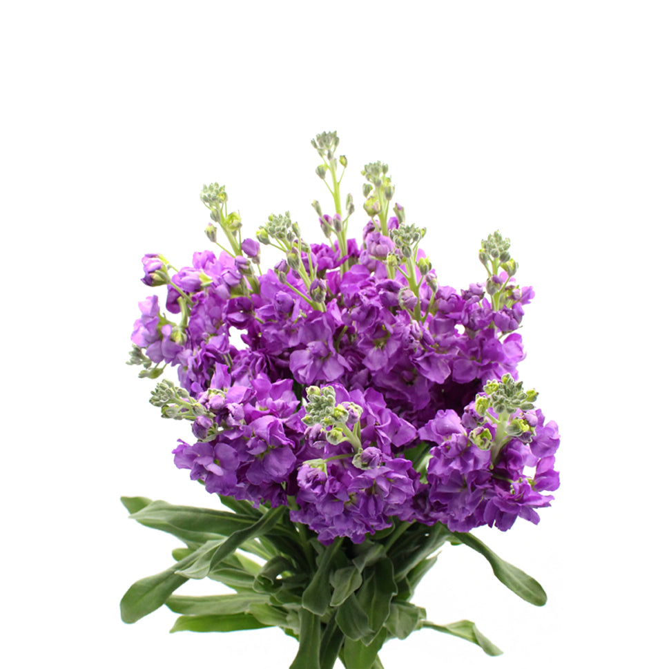 Matthiola - China