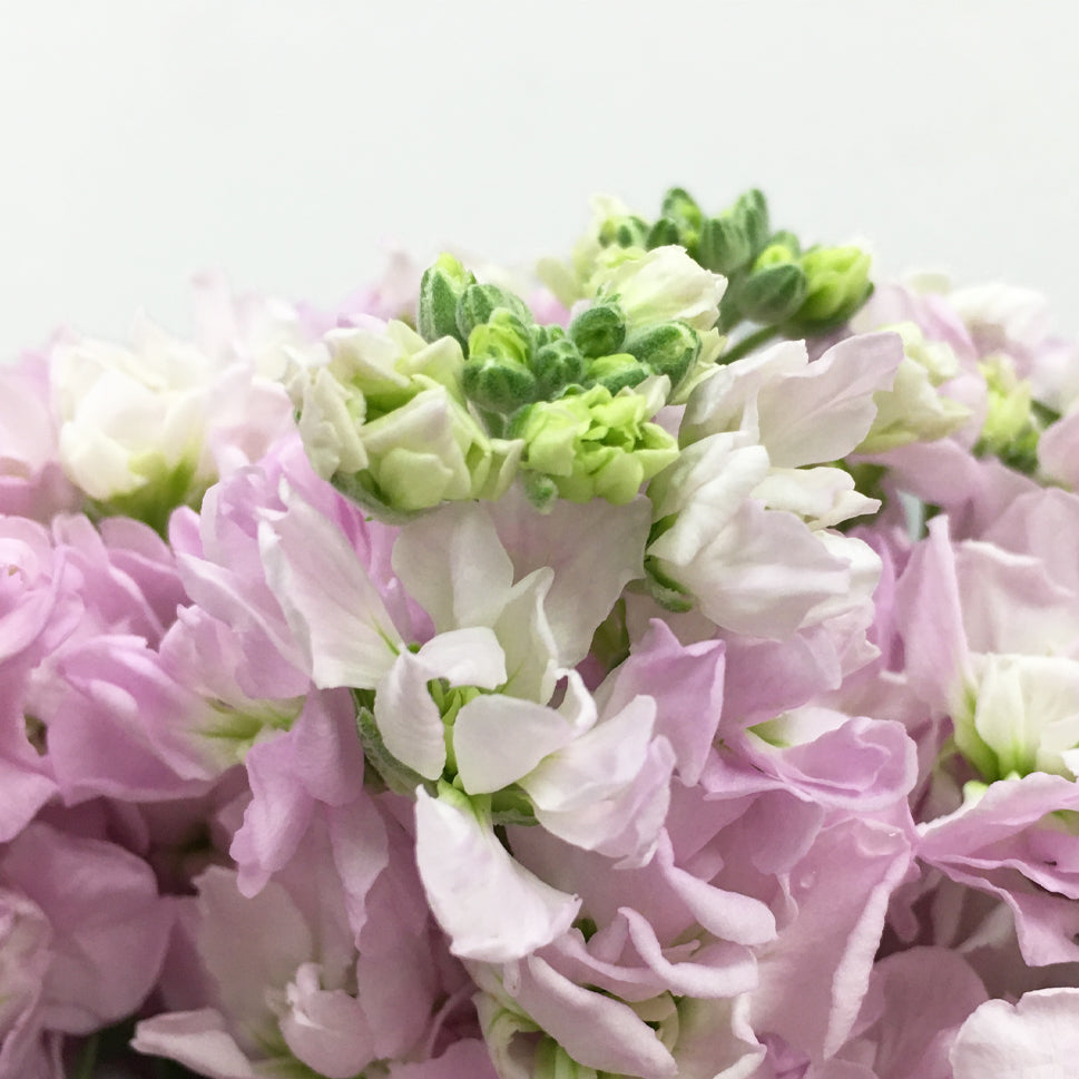 Matthiola - China