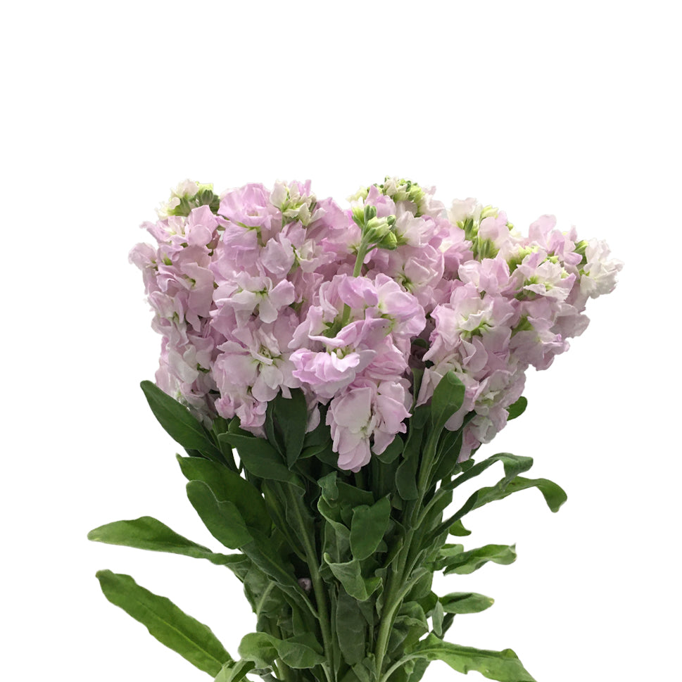 Matthiola - China