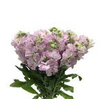 Matthiola - China