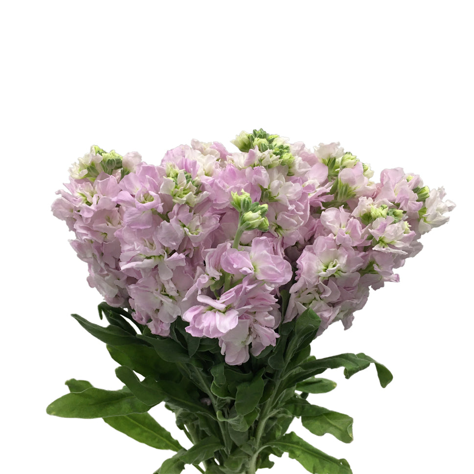 Matthiola - China