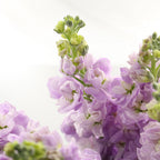 Matthiola - China