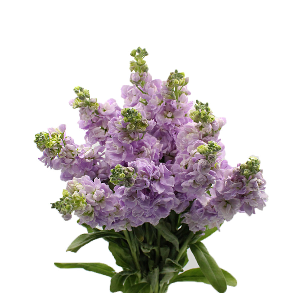 Matthiola - China