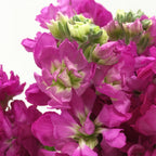 Matthiola - China