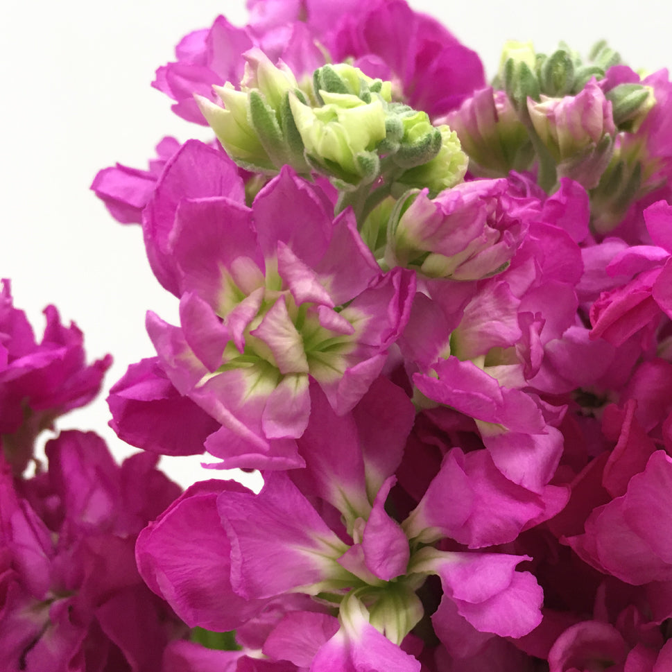 Matthiola - China