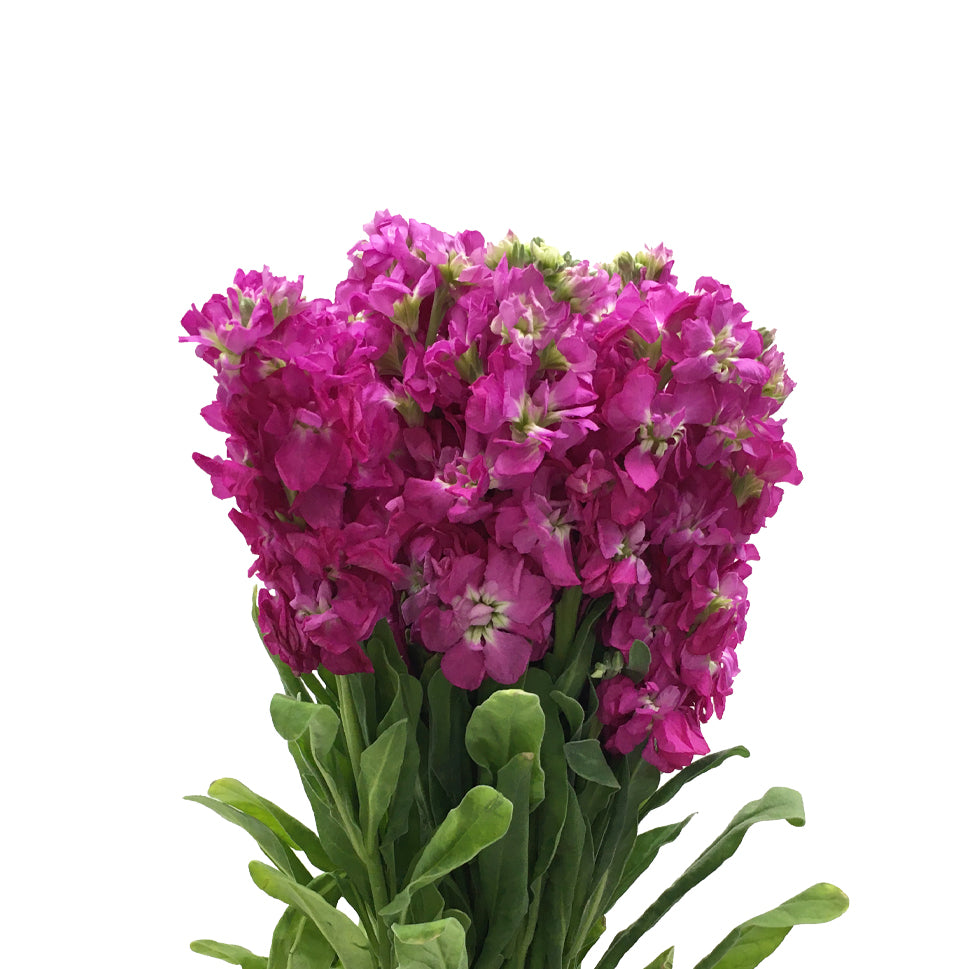 Matthiola - China