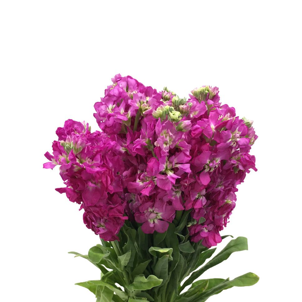 Matthiola - China
