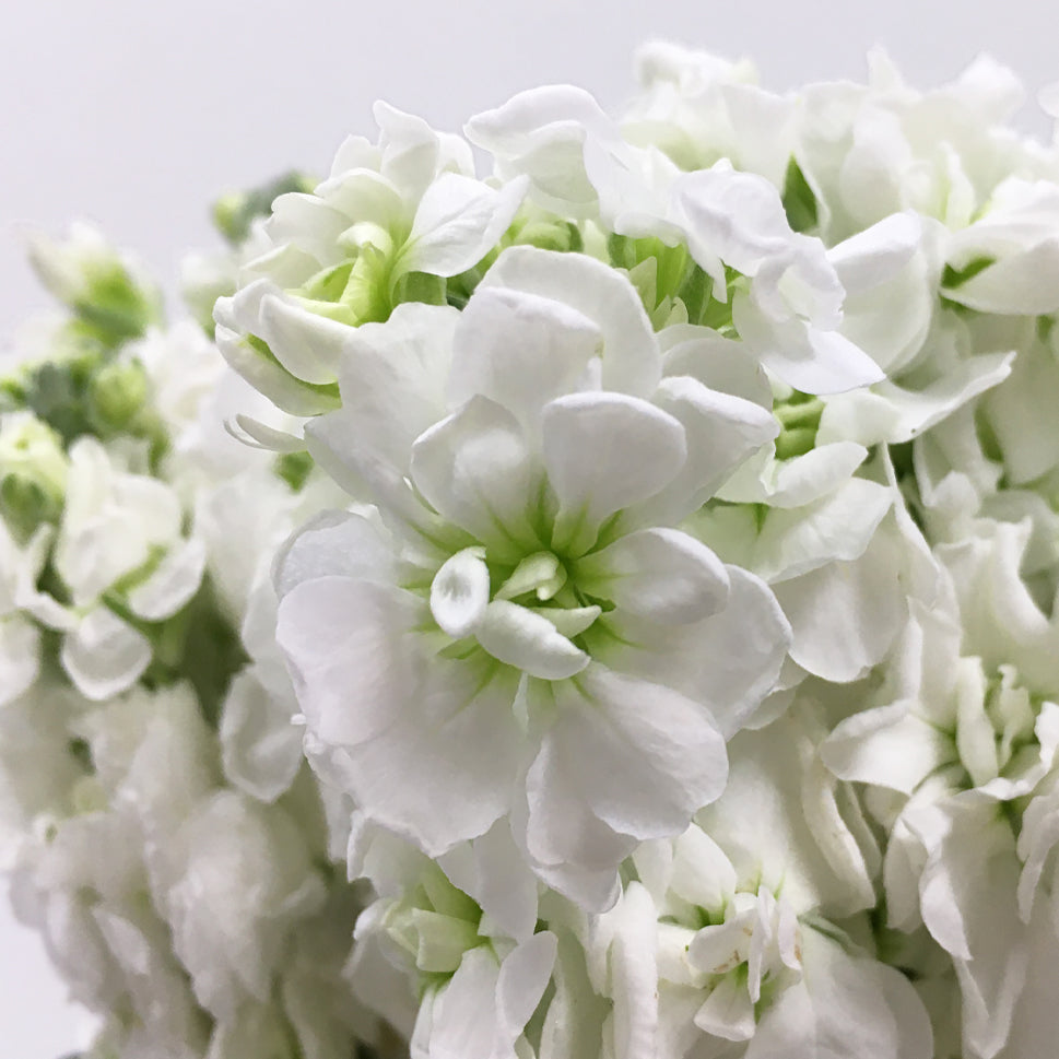 Matthiola - China