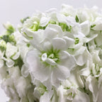 Matthiola - China