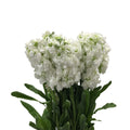 Matthiola - China