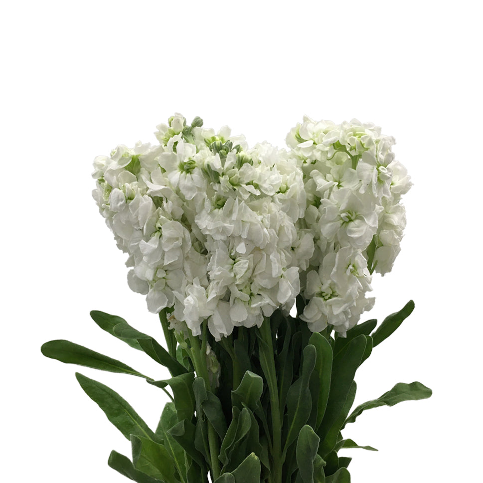 Matthiola - China