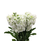 Matthiola - China