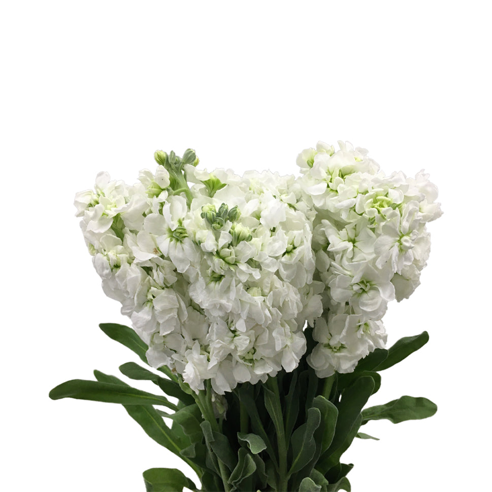 Matthiola - China