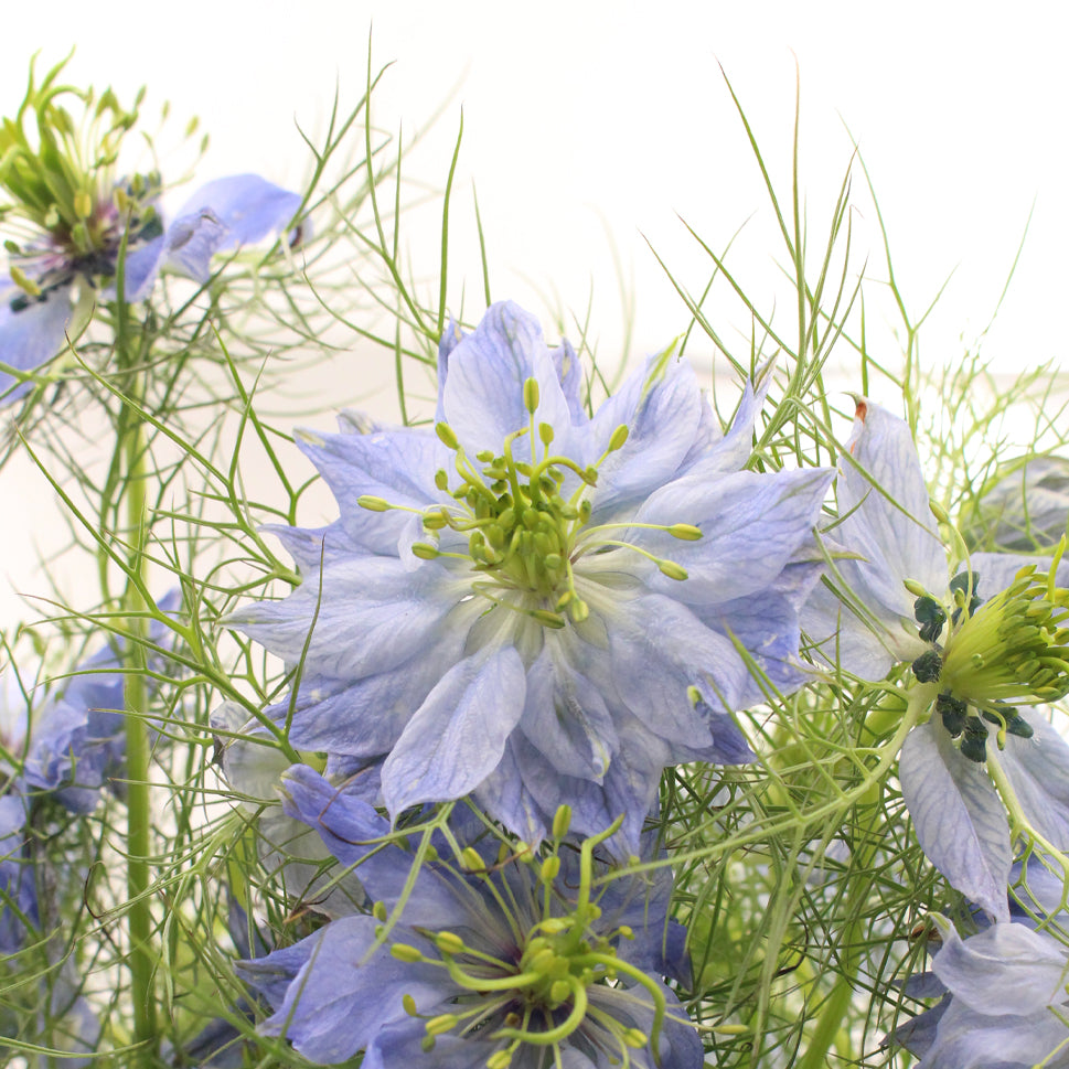 Nigella - Holland