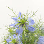 Nigella - Holland