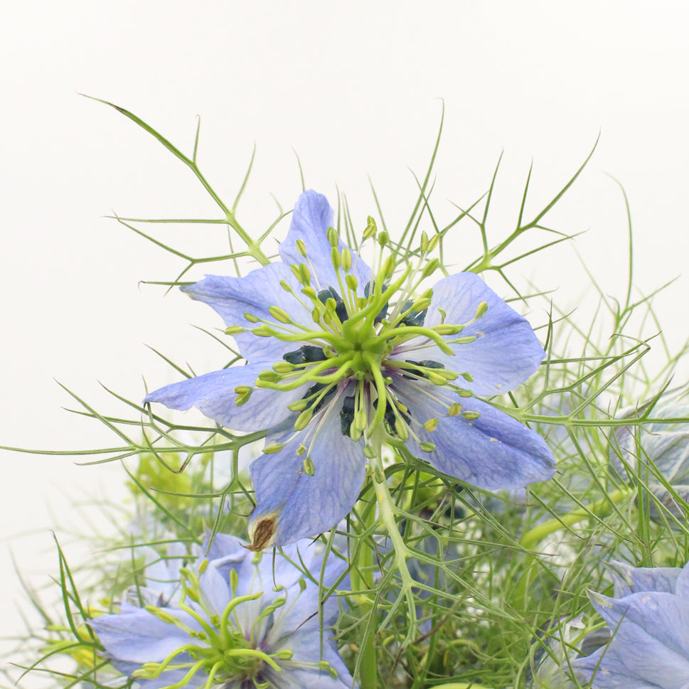 Nigella - Holland