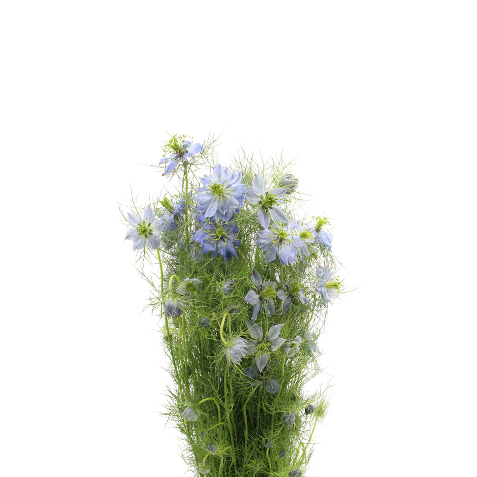 Nigella - Holland