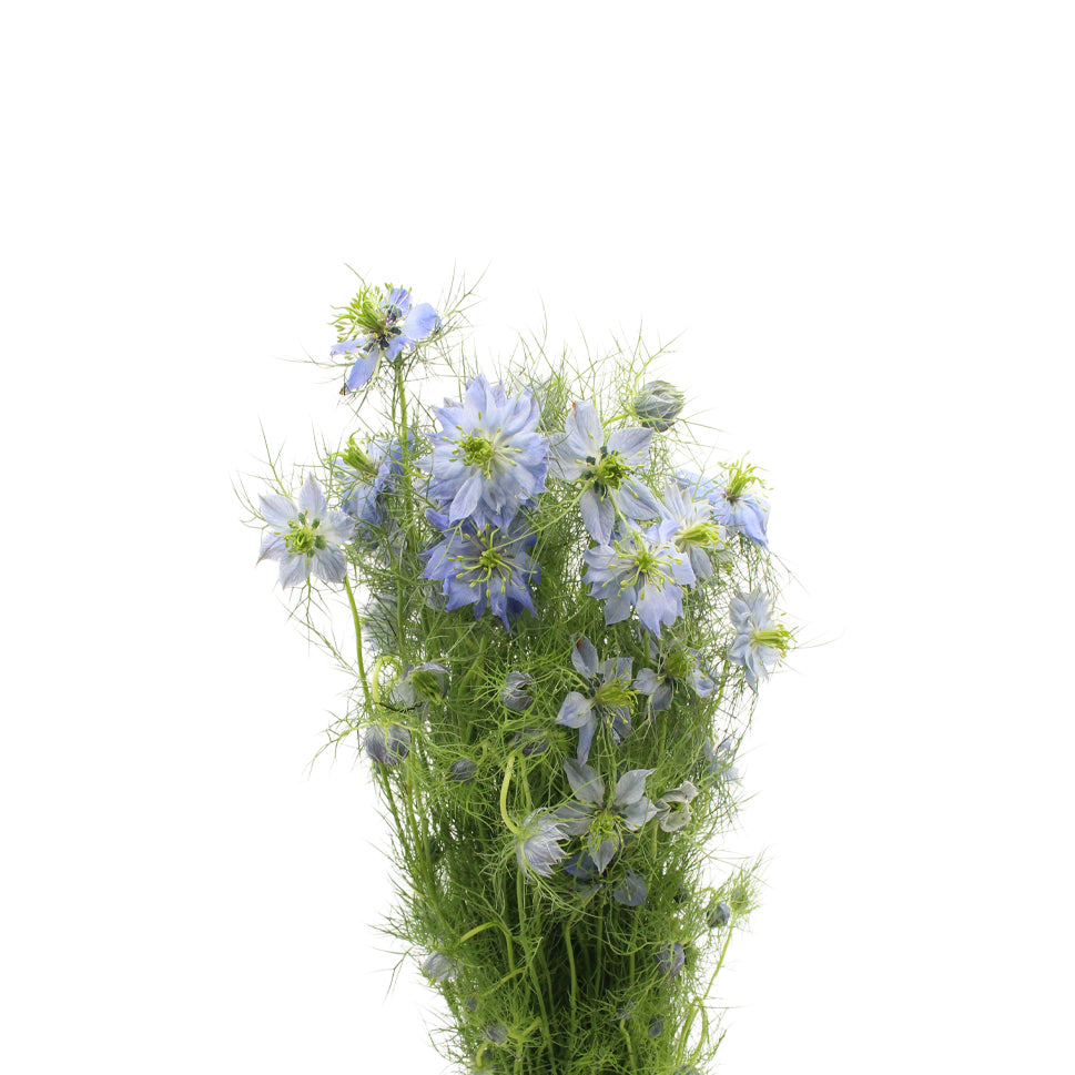 Nigella - Holland
