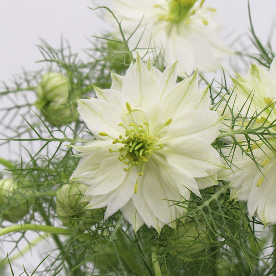 Nigella - Holland