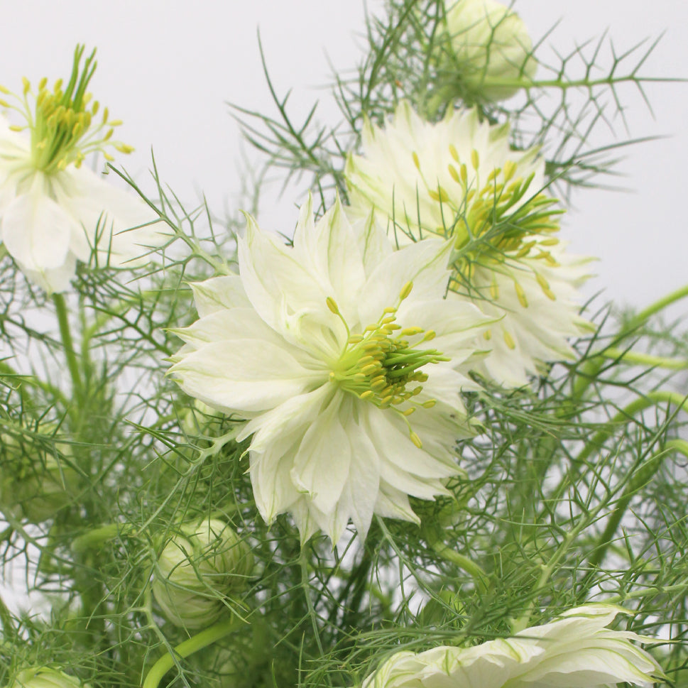 Nigella - Holland