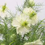 Nigella - Holland