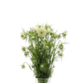 Nigella - Holland
