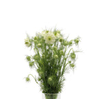 Nigella - Holland