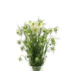 Nigella - Holland