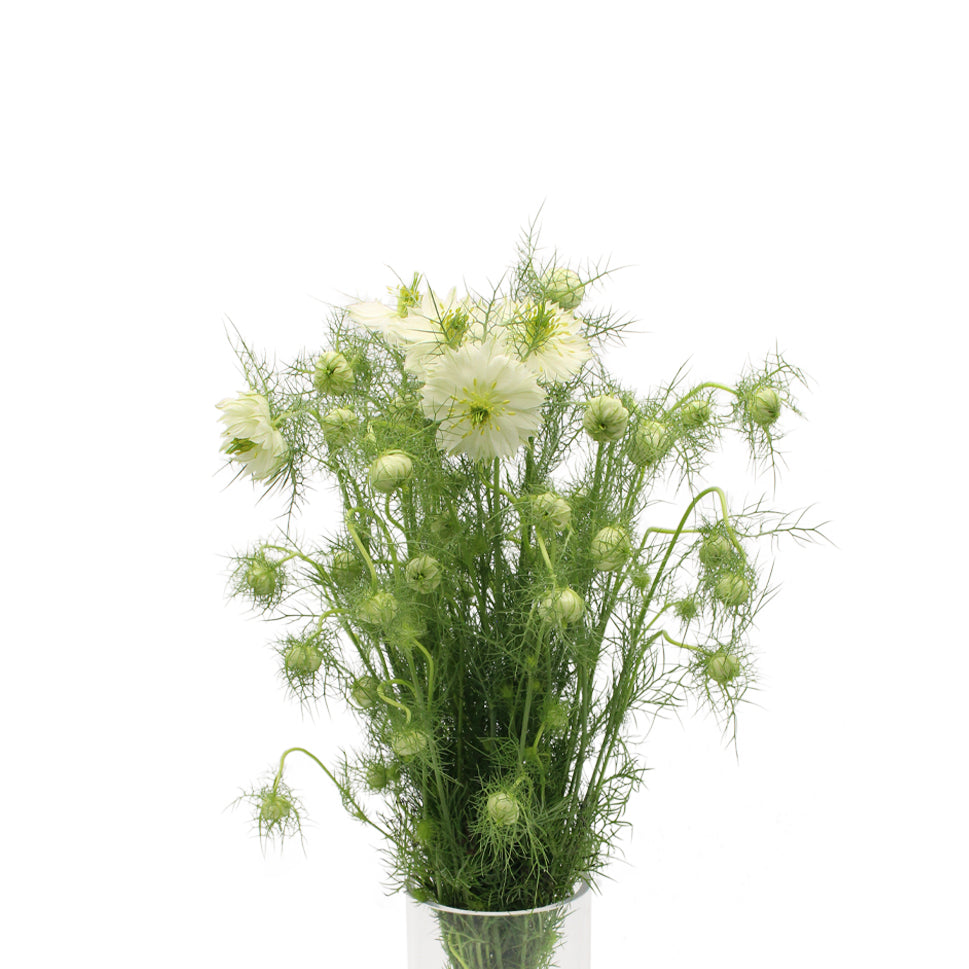 Nigella - Holland
