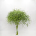 Coral Fern - Italy