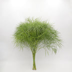 Coral Fern - Italy