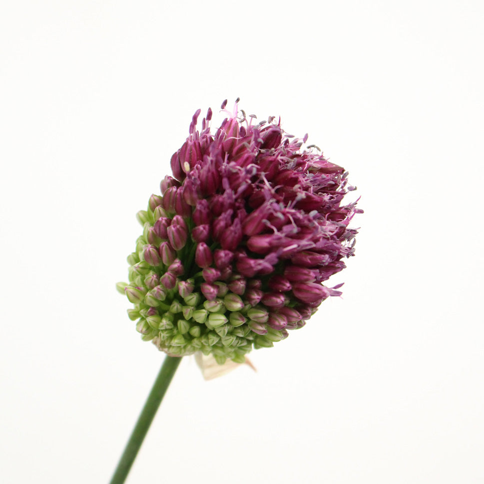 Allium Bullet - Holland