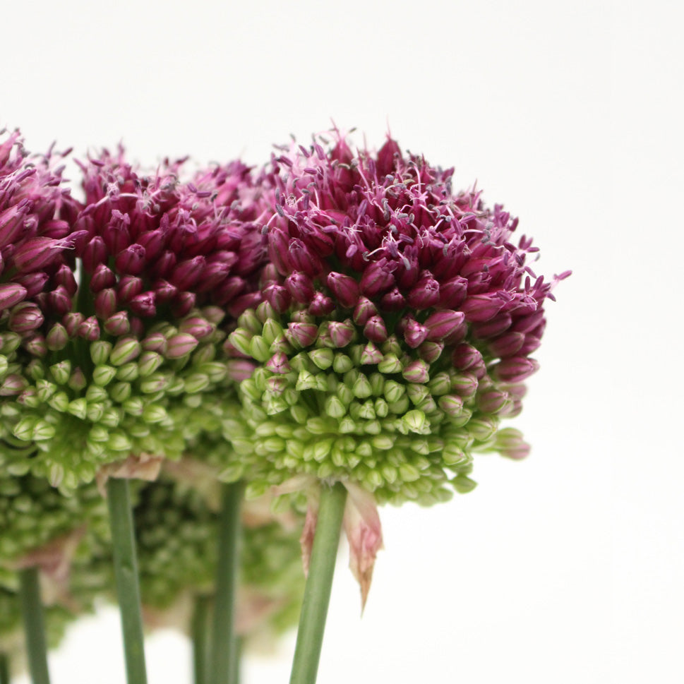Allium Bullet - Holland