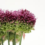 Allium Bullet - Holland
