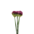 Allium Bullet - Holland
