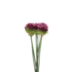 Allium Bullet - Holland