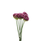 Allium Bullet - Holland