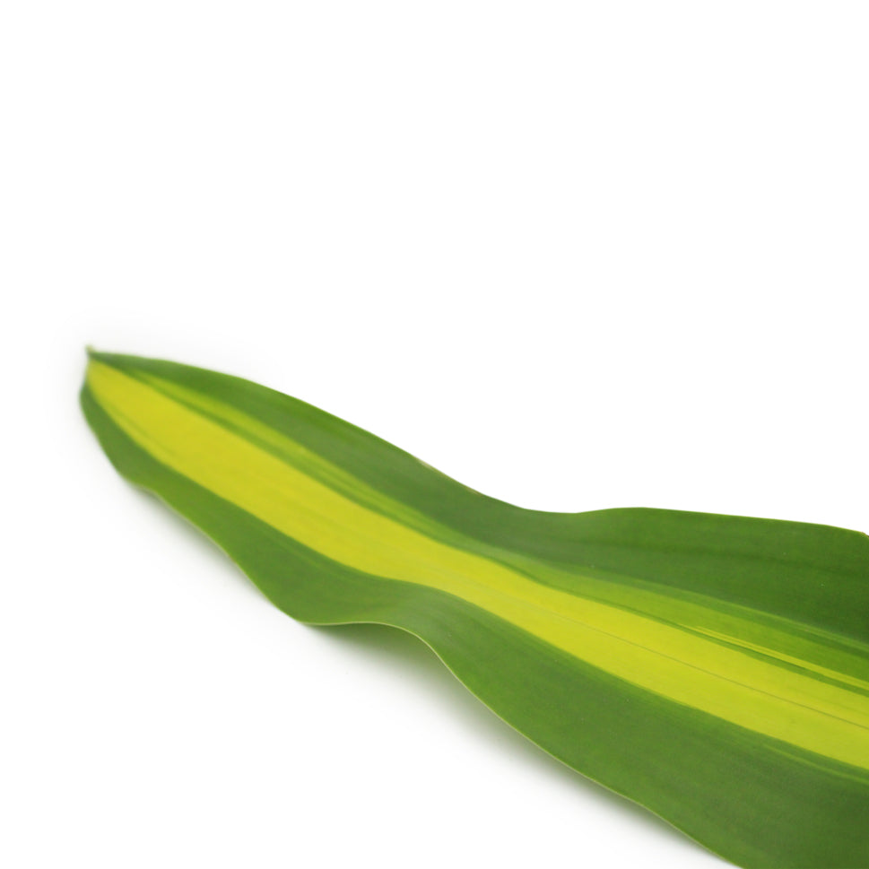 Dracaena Fragrans - Malaysia