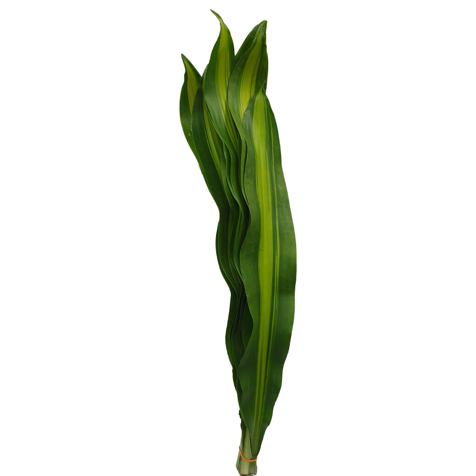Dracaena Fragrans - Malaysia