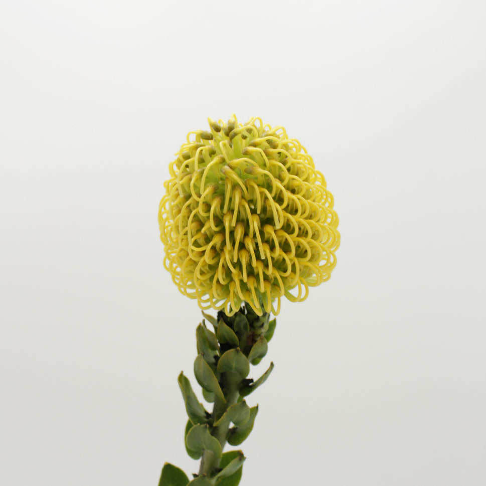 Leucospermum - Holland