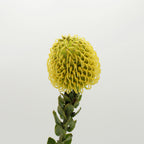 Leucospermum - Holland