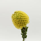 Leucospermum - Holland