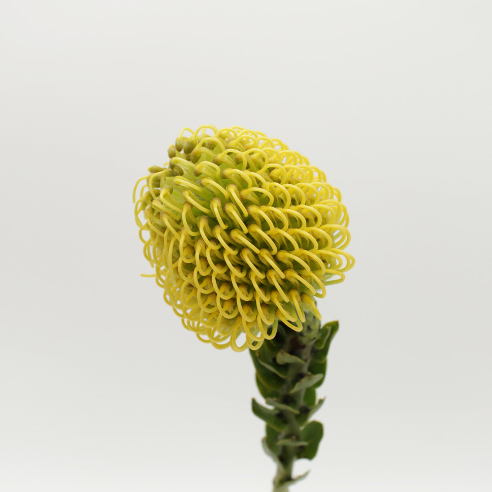 Leucospermum - Holland