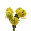 Leucospermum - Holland
