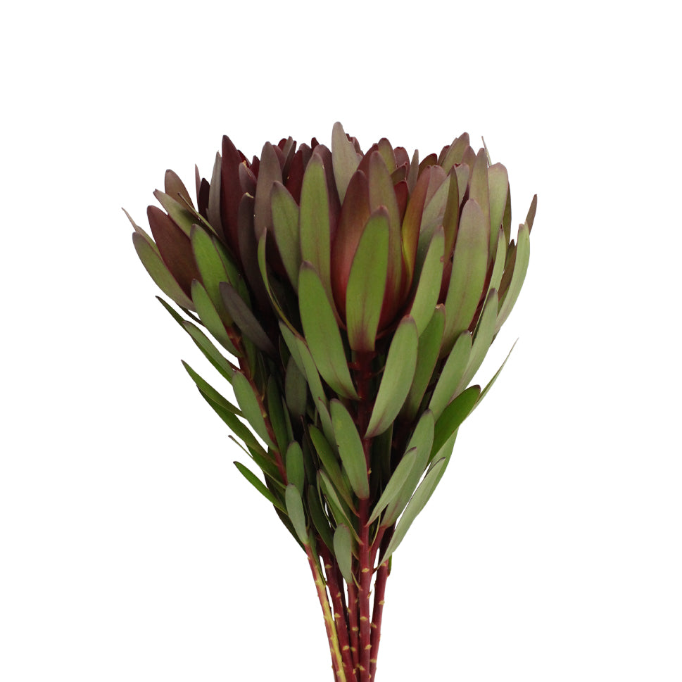 Leucadendron - South Africa