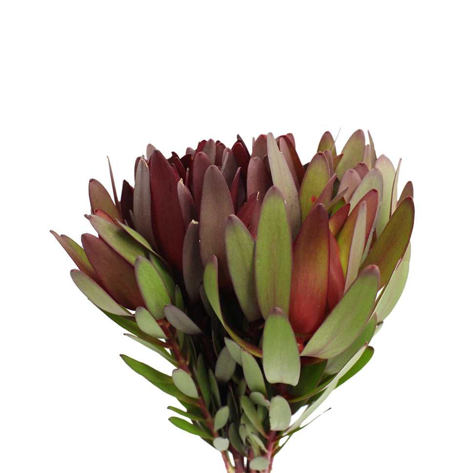 Leucadendron - South Africa