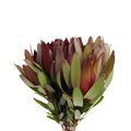 Leucadendron - South Africa