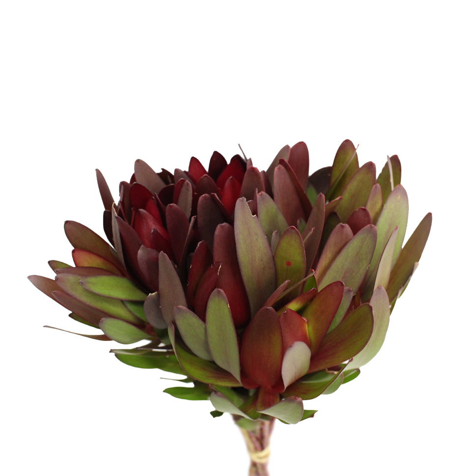 Leucadendron - South Africa