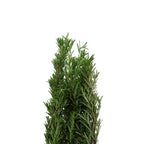 Rosemary - Italy